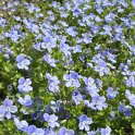 Veronica chamaedrys fleur